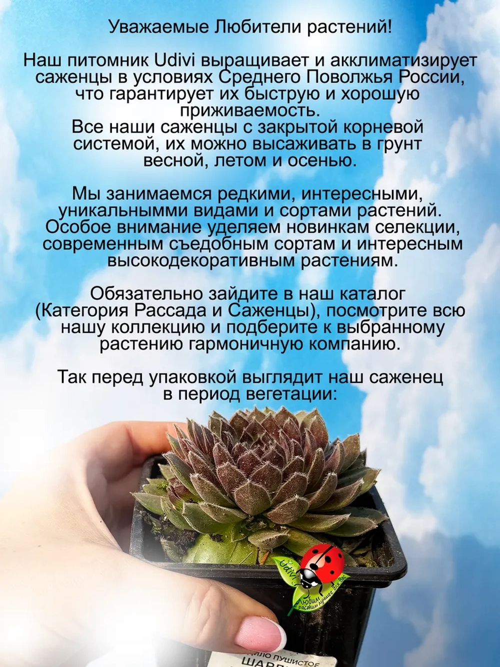Молодило Шарли хамелеон каменная роза