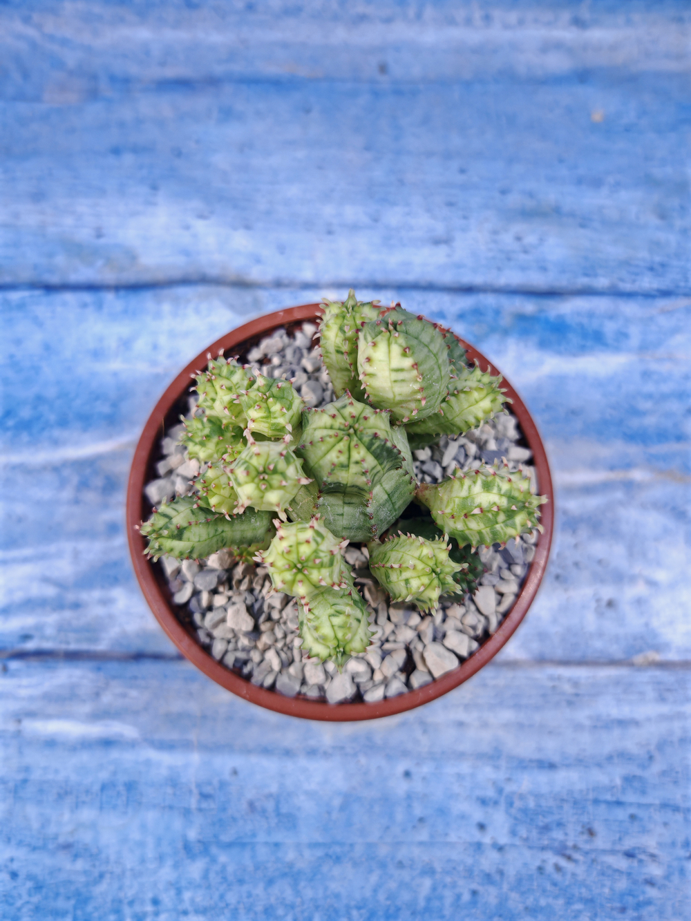 Euphorbia Pseudoglobosa variagate (Эуфорбия)