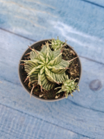 Euphorbia meloformis f. Variegated (Эуфорбия вариегатная)