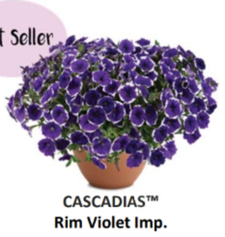 ЕВРО Петуния CASCADIAS Rim Violet Imp. ЕВРО укорененный черенок ФЕВРАЛЬ поставка 16