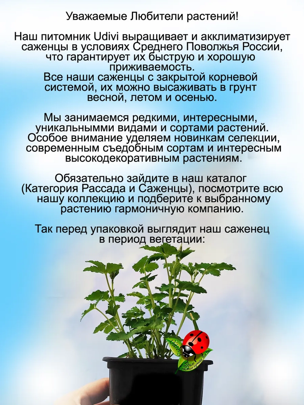 Княженика Аура княжья ягода