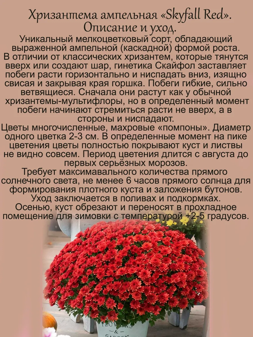 Хризантема Скайфол Ред ампельная
