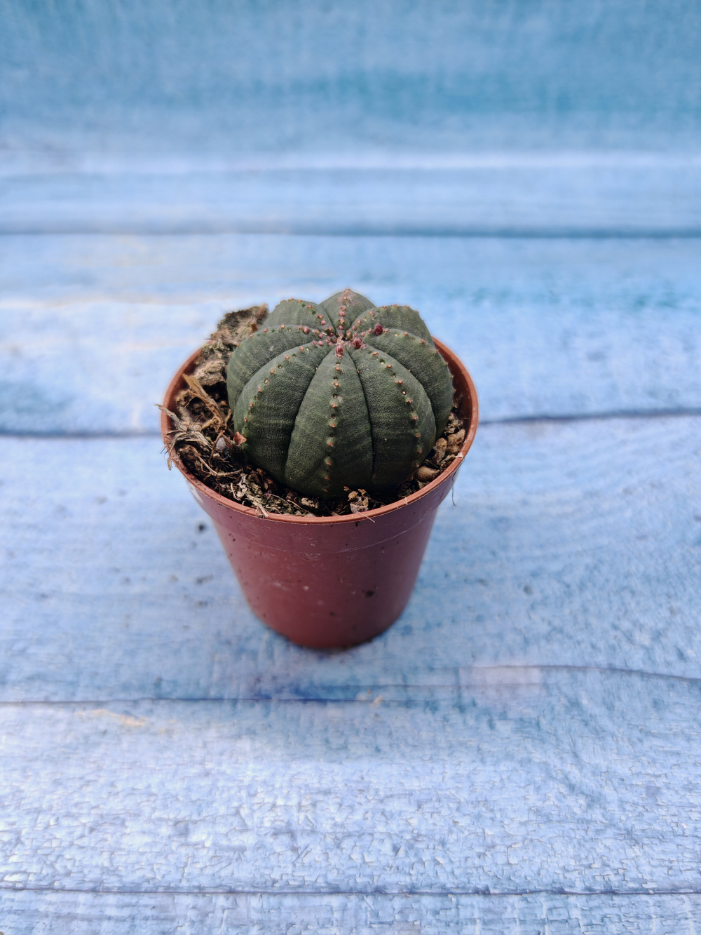 Euphoria Obesa (Эуфорбия)