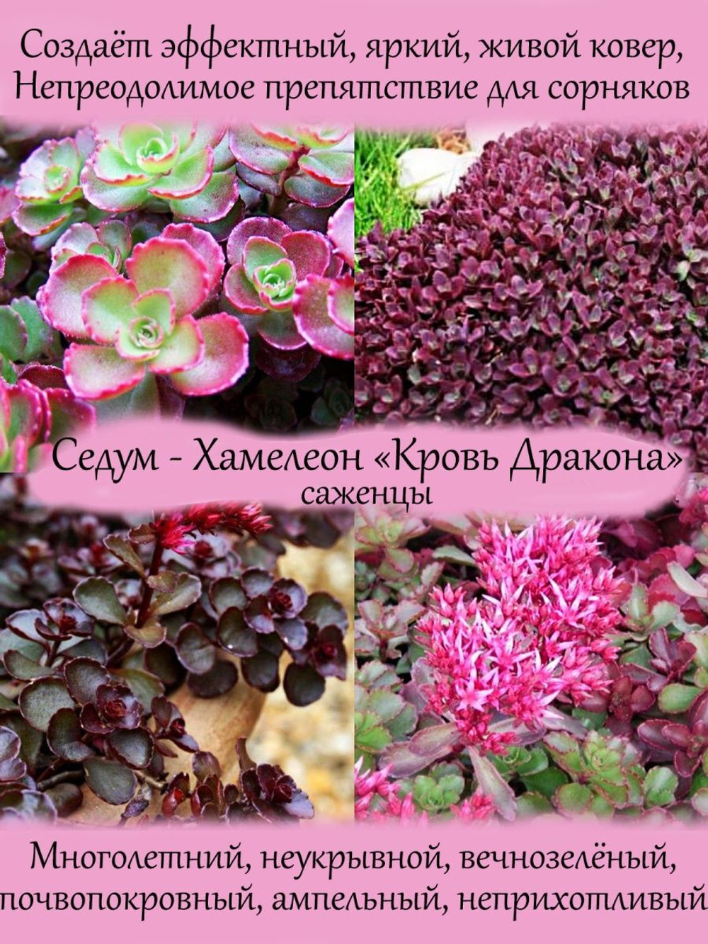 Седум-хамелеон очиток Кровь дракона многолетник
