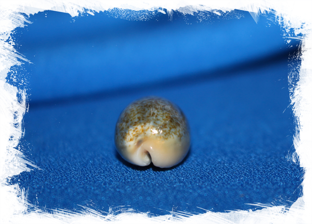 Ципрея бимакулата (Cypraea bimaculata)