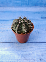 Gymnocalycium Friedrichii (Гимнокалициум)