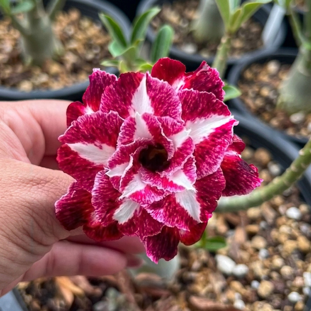 Адениум ROSE ROSE