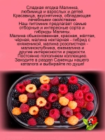 Малина Валентина абрикосовая сладкая