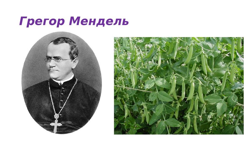Модель-аппликация Моногибридное скрещивание — купить по ФГОС | Учебный стандарт Модель-аппликация Моногибридное скрещивание — купить по ФГОС | Учебный стандарт