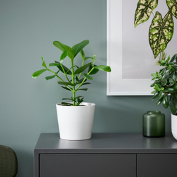 IKEA CLUSIA  (ИКЕА СЛУСИА)  -  Roślina doniczkowa - Kluzja różowa 12 cm