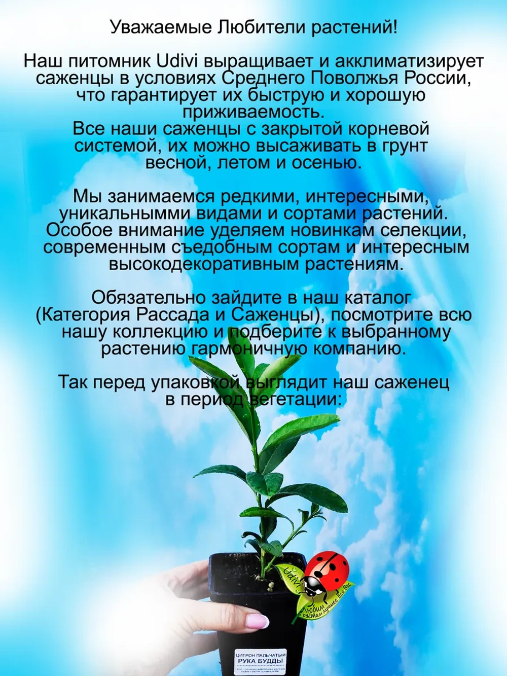 Цитрон Рука Будды пальчатый