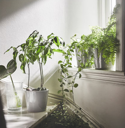 СМАЛЛСПИРЕА SMALLSPIREA Ваза 17 см, прозрачное стекло/узор