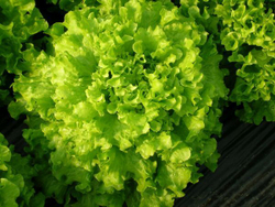 Салат Фантайм 7шт Мировые Семена VITA GREEN
