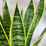 gallery_role_macro_v1