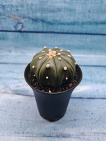Astrophytum Asterias (Астрофитум)