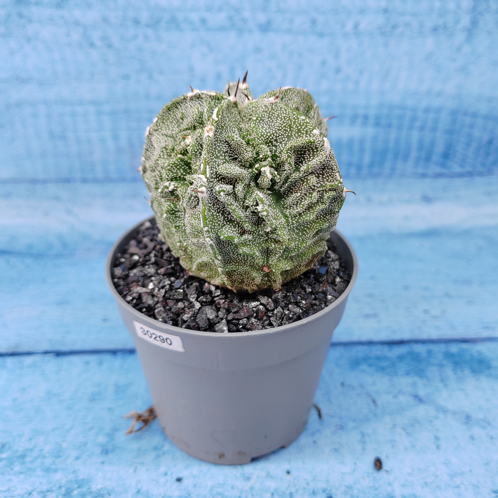 Astrophytum Myriostigma cv. Fukuryu (Астрофитум)