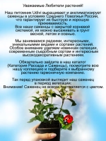 Гортензия ампельная Френч Болеро Блу