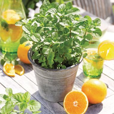 Мята ORANGE FRESH