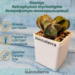 Astrophytum Myriostigma (Астрофитум)
