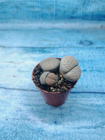Lithops sp. (Литопсы)