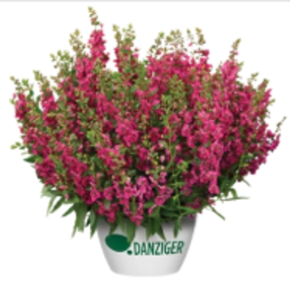 ЕВРО Ангелония (Alonia) Big Cherry укорененный ЕВРО черенок февраль поставка 13