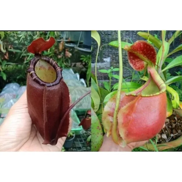 Непентес Nepenthes [(viking x ampullaria)x northiana ] x (viking x bicalcarata) — семена, 3 шт.