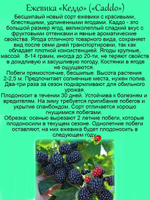 Ежевика Кеддо (Каддо) новый сорт сладкий