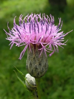 Семена Серпуха венценосная (Serratula coronata) 1гр