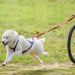 потяг для байкджоринга на 1 собаку оранжевый