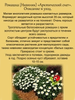 Ромашка Арктический снег нивяник