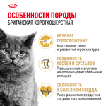 Royal Canin British Shorthair Adult Британская короткошерстная Эдалт Корм сухой для взрослых британских кошек 10кг