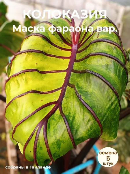 Колоказия "Маска Фараона" вариегатная семена 5 штук