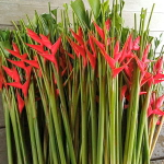 Геликония BIHAI BIG BUD RED (Н98)