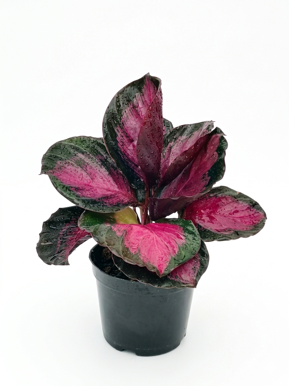 Калатея Rose Red  д.11 вк24 шк20 г600