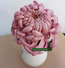 Хризантема одноголовая Viena Pink /о.49 /сентябрь/ЗКС/
