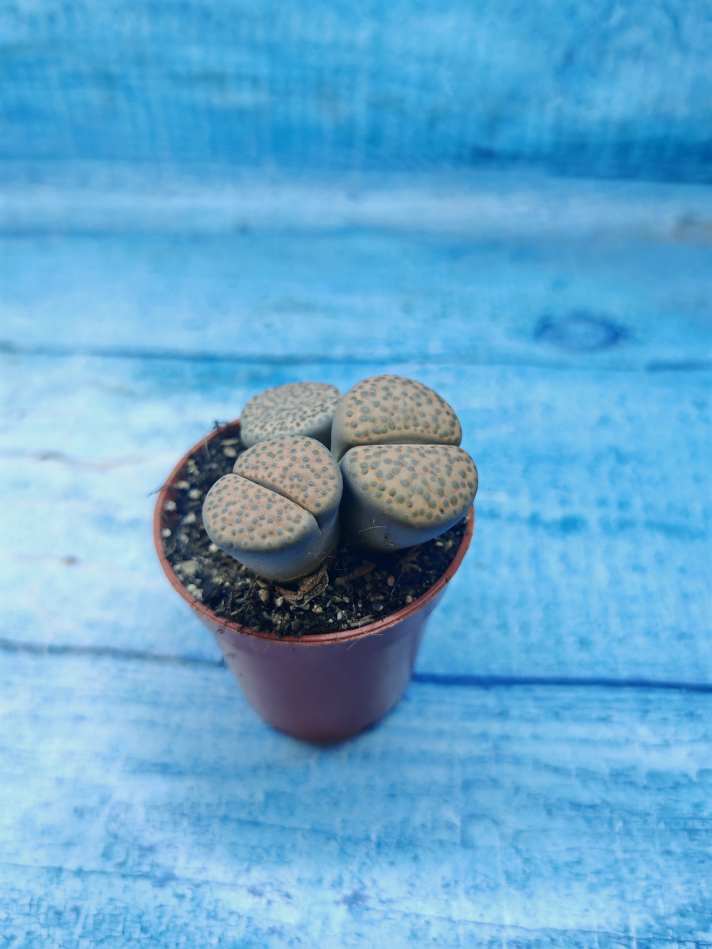 Lithops sp. (Литопсы)