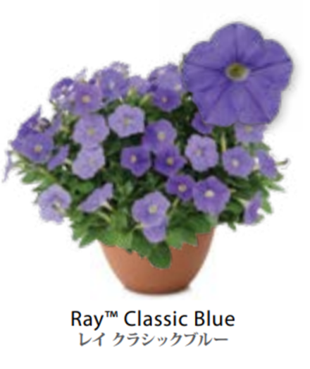 ЕВРО Петуния RAY Classic Blue ЕВРО укорененный черенок СЕРЕДИНА НОЯБРЯ поставка 1