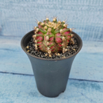 Gymnocalycium T-Rex Pink hybride (Гимнокалициум T-rex)