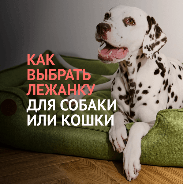 Как выбрать лежанку для собаки или кошки