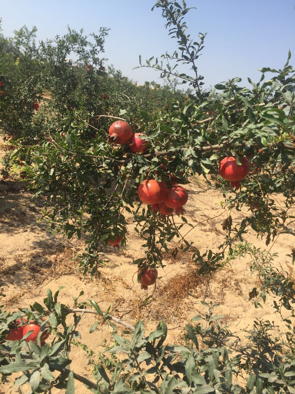 гранат из Египта