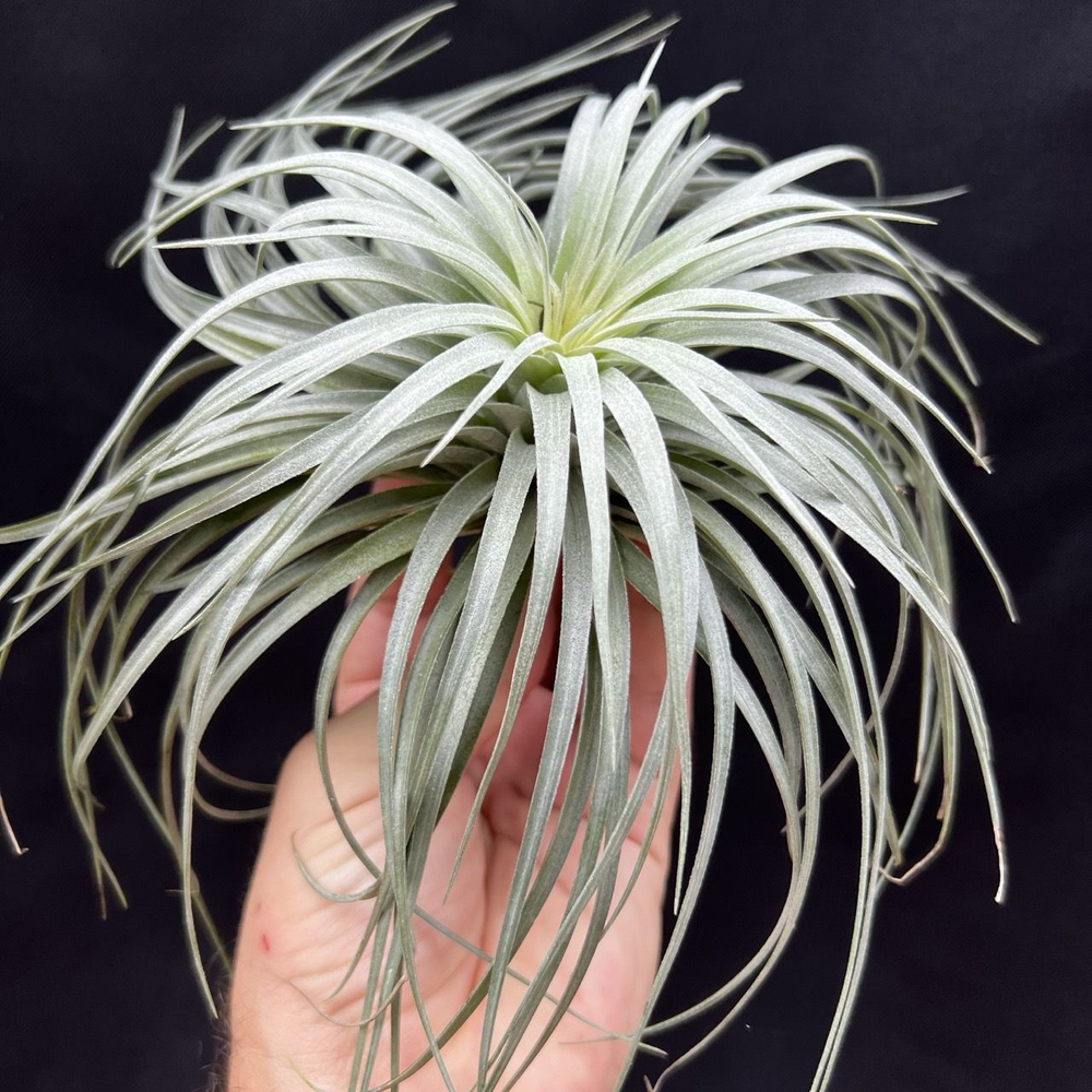 Тилландсия Хьюстон Tillandsia Houston, атмосферное растение
