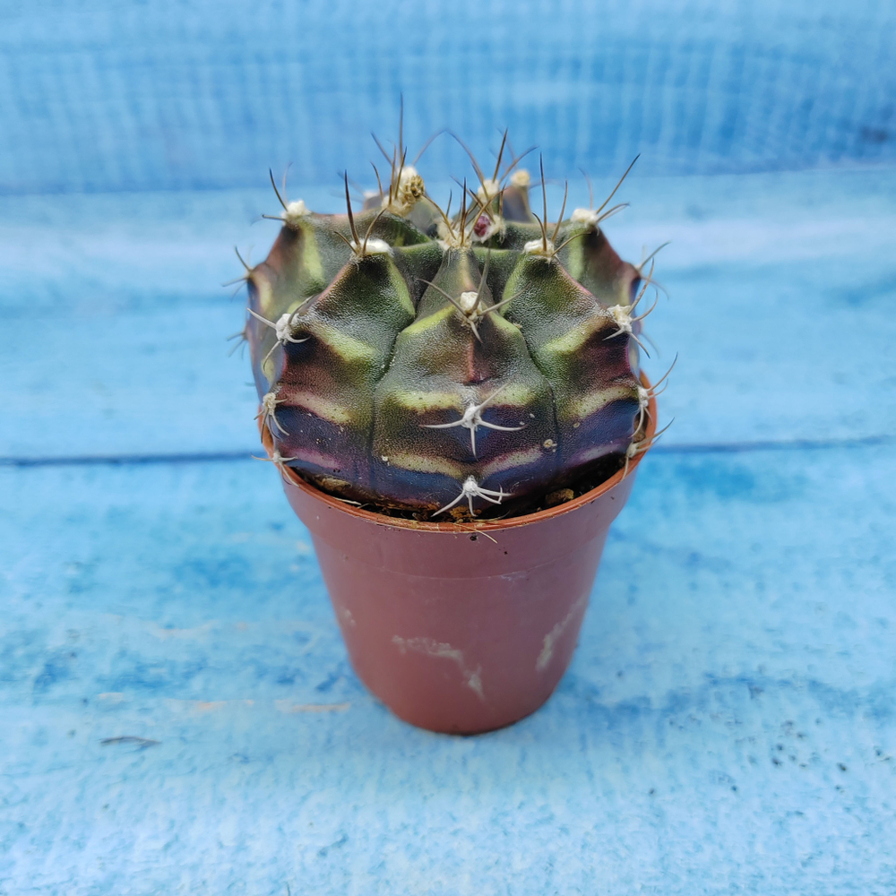 Gymnocalycium Friedrichii (Гимнокалициум)