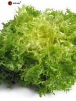 Салат эндивий Кудрявый Королевский 7гр (4200шт)
