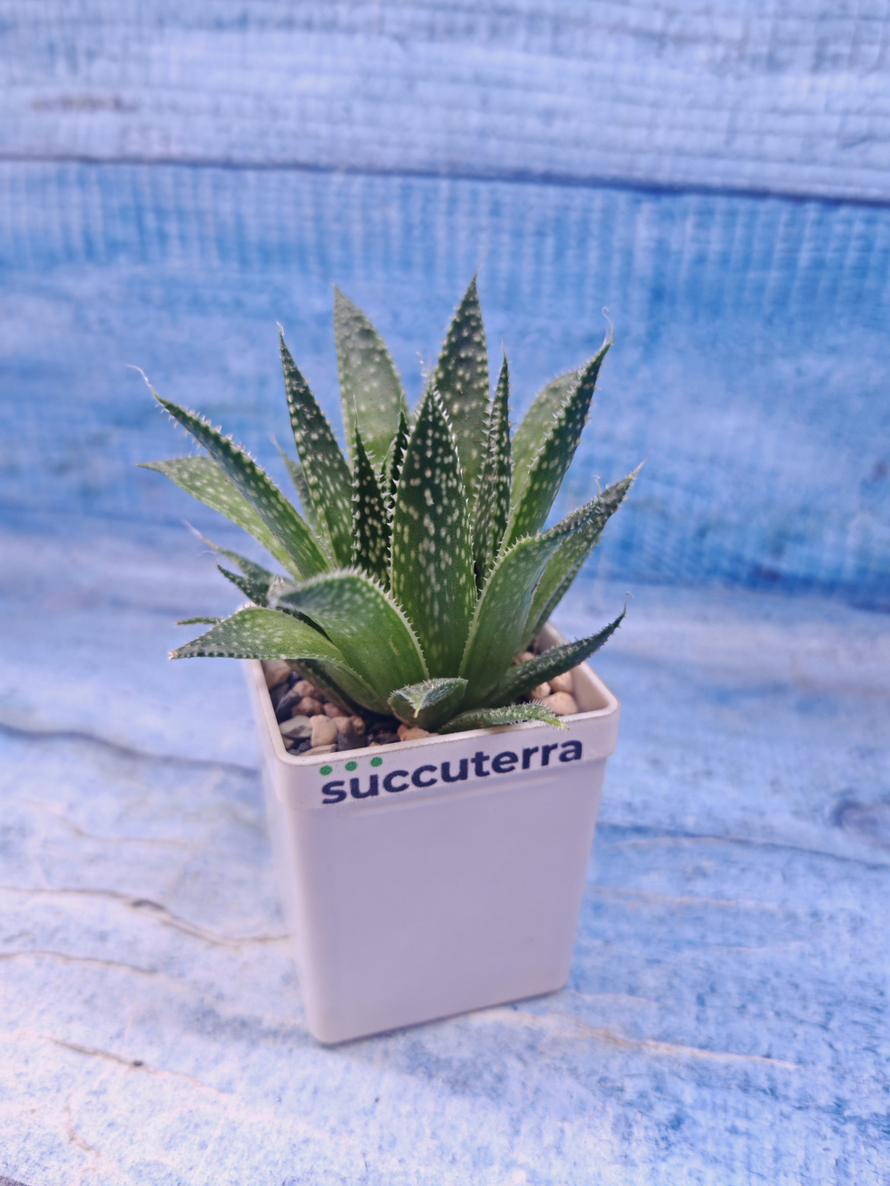 Aloe Aristata (Алоэ)