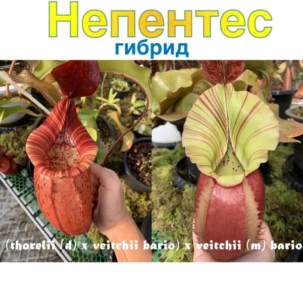 Непентес гибрид Nepenthes (thorelii (d) x veitchii bario) x veitchii (m) bario — семена, 3 шт.