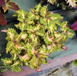 Lime Frill Tricolor Тай колеус_Сейчас