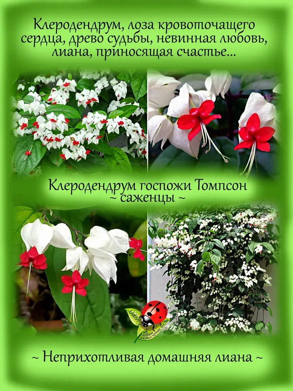 Клеродендрум Госпожи Томпсон