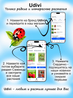 Гортензия Между нами романтика (You & Me Romance)