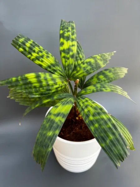 Ликуала Мапу (Licuala mattanensis 'Mapu') растение