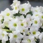 Адениум обесум 058 Thuỷ Tiên 5